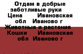 Отдам в добрые,заботливые руки   › Цена ­ 1 - Ивановская обл., Иваново г. Животные и растения » Кошки   . Ивановская обл.,Иваново г.